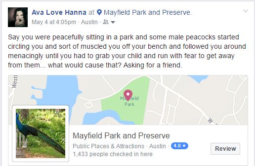 This park is clearly home to a Peacock Fight Club This park is clearly home to a Peacock Fight Club