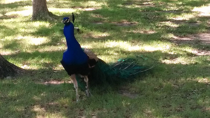 One of the jerk peacocks at Mayfield Park just before he tried to eat us
